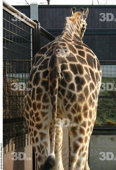 Bottom Giraffe