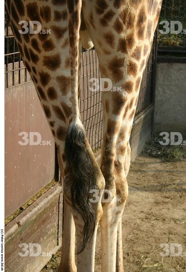 Leg Giraffe