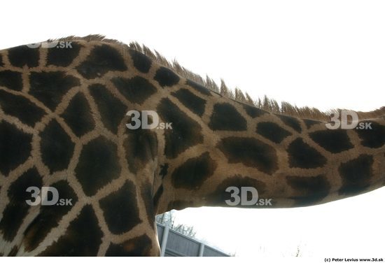 Neck Animation references Giraffe