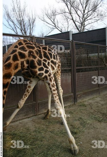 Leg Animation references Giraffe