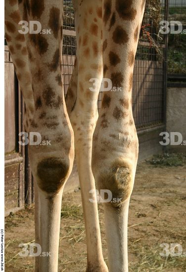 Knee Animation references Giraffe