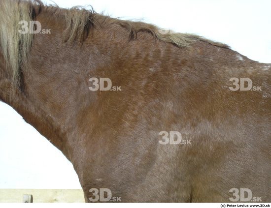 Neck Horse