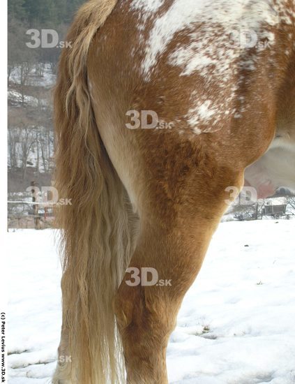 Tail Horse