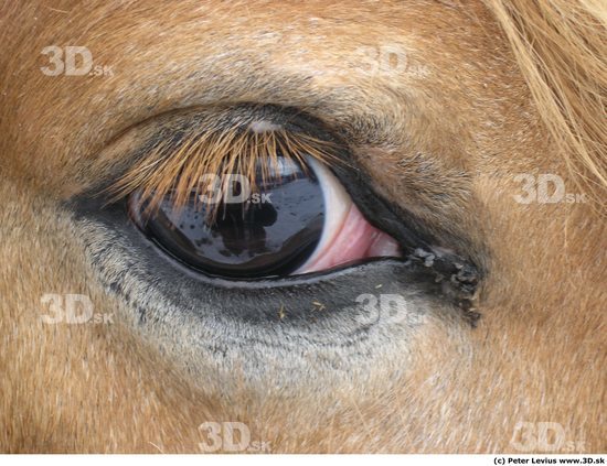 Eye Horse