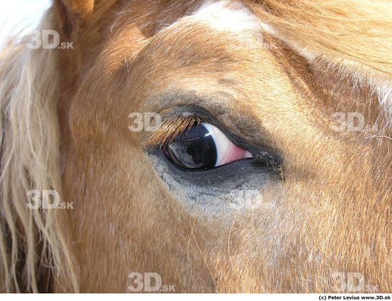 Eye Horse