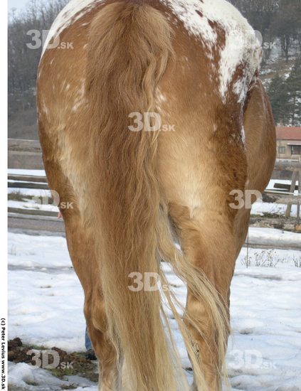 Tail Horse