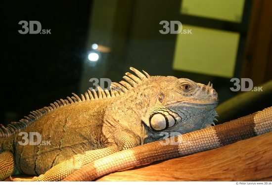 Upper Body Iguana