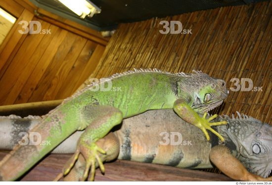 Whole Body Iguana