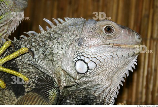 Head Iguana