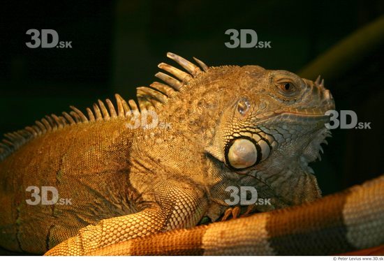 Head Iguana