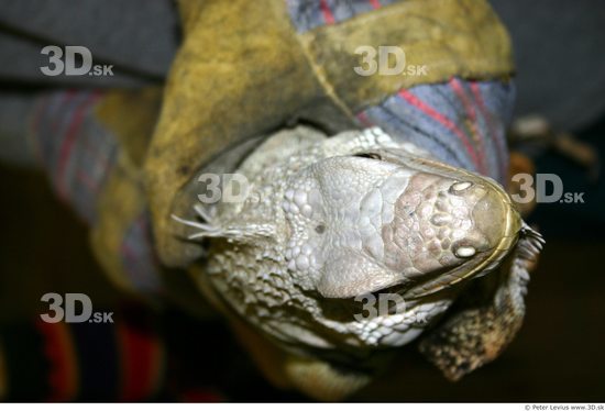 Nose Iguana