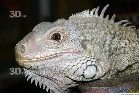 Head Iguana