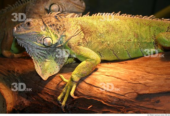 Upper Body Iguana