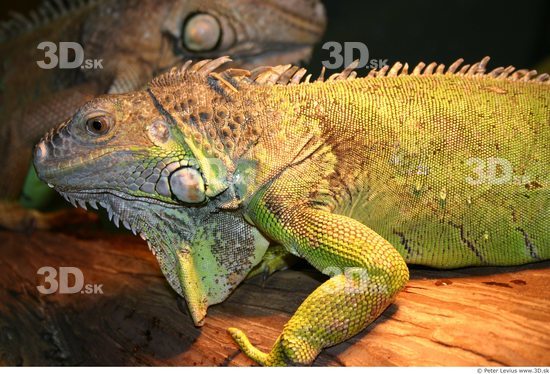 Upper Body Iguana