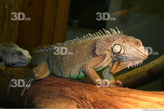 Upper Body Iguana