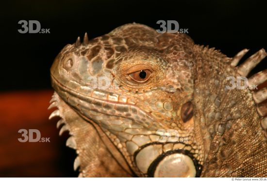 Head Iguana