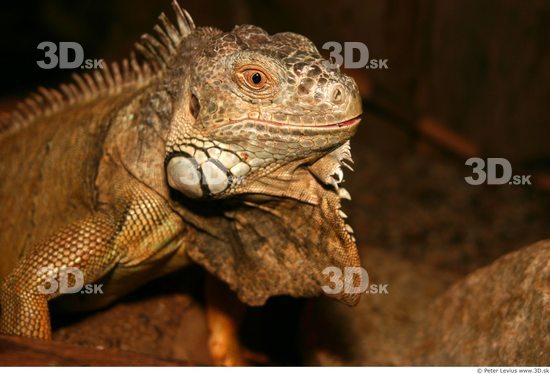 Upper Body Iguana