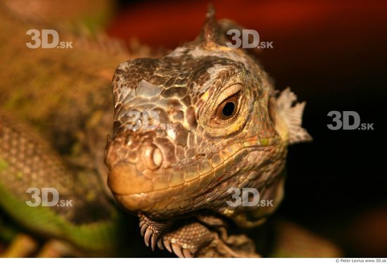 Head Iguana