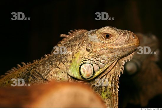 Head Iguana