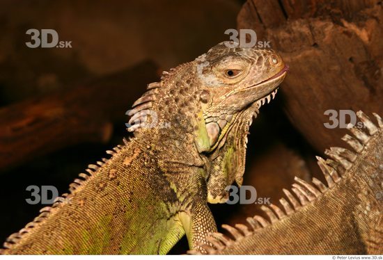 Upper Body Iguana