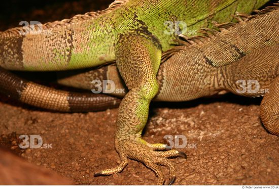 Leg Iguana