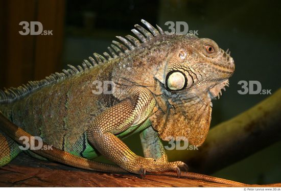 Upper Body Iguana