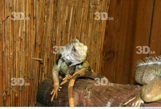 Upper Body Iguana