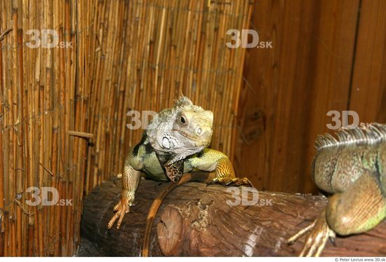 Head Iguana