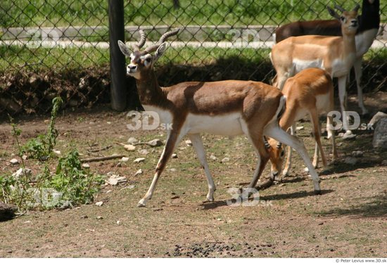 Whole Body Antelope