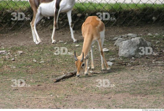 Whole Body Antelope