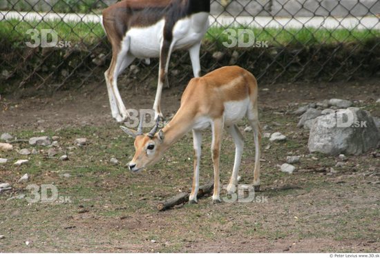 Whole Body Antelope