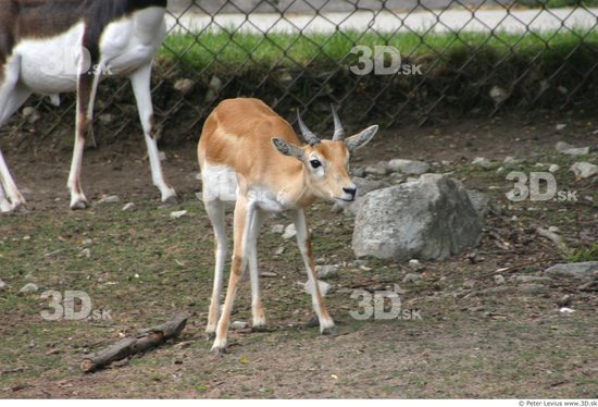 Whole Body Antelope