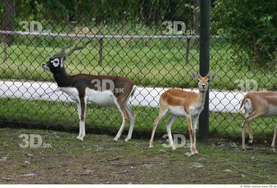 Whole Body Antelope