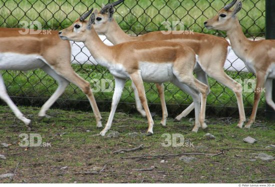 Whole Body Antelope