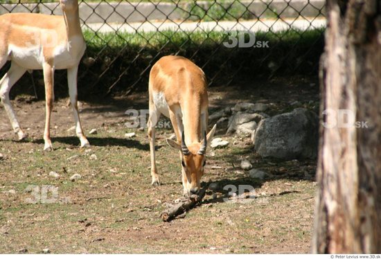 Whole Body Antelope