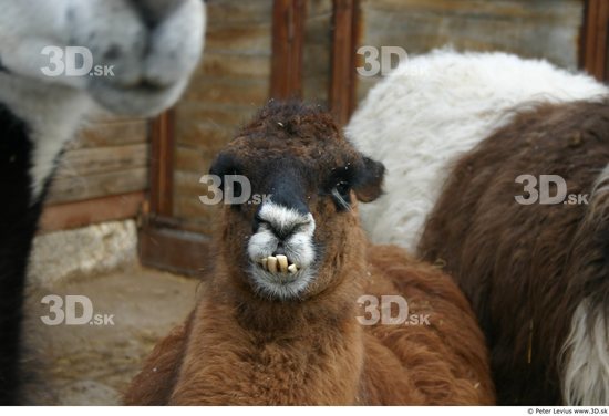 Head Lama