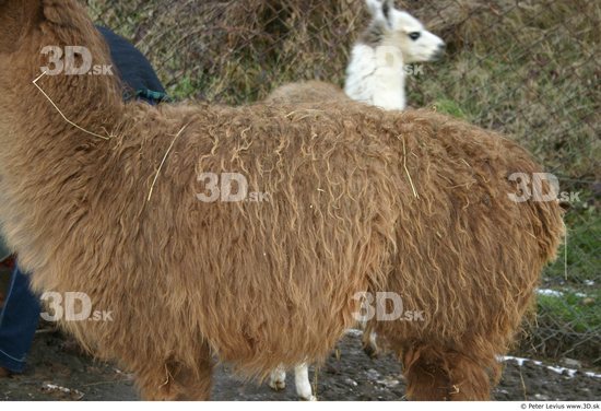 Upper Body Lama