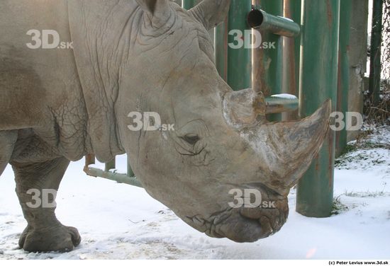 Head Rhinoceros