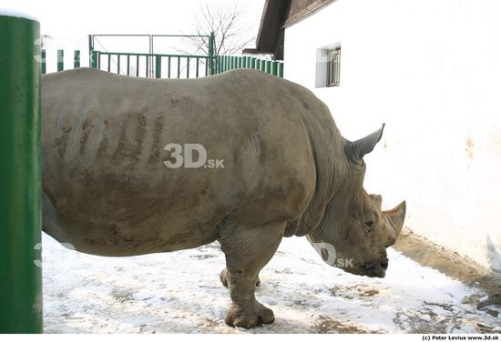 Upper Body Animation references Rhinoceros