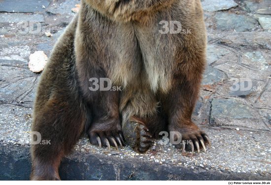 Leg Bear