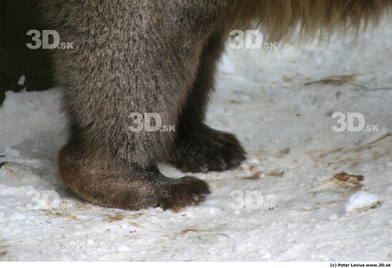 Foot Bear