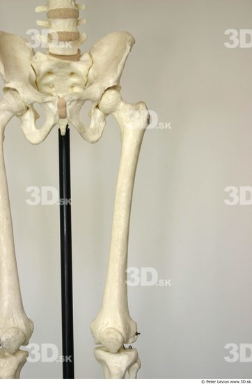 Thigh Skeleton