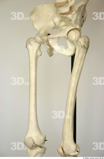 Thigh Skeleton