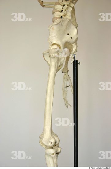 Thigh Skeleton