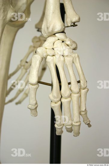 Hand Skeleton