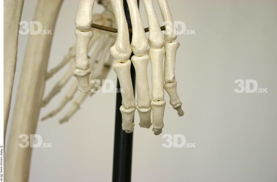 Hand Skeleton