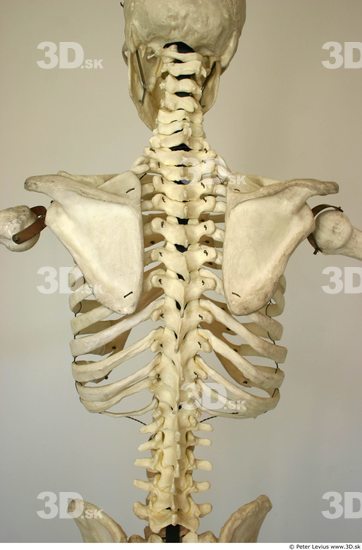Back Skeleton
