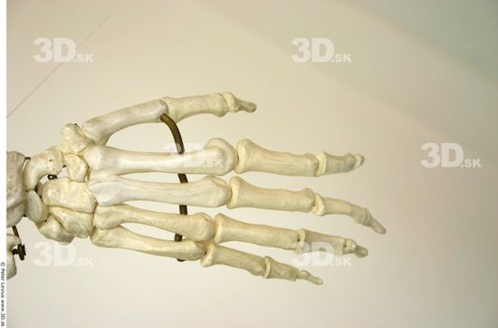 Hand Skeleton