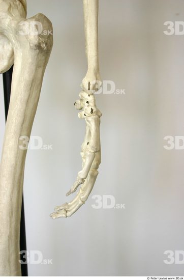 Hand Skeleton