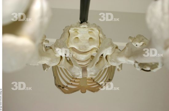 Hips Skeleton